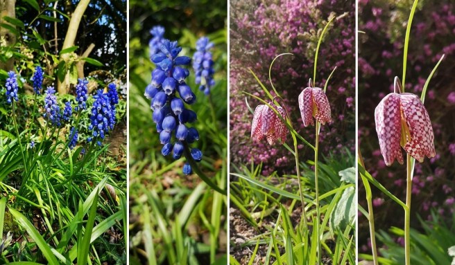 Grape_hyacinths_and_snakeshead_fritilary