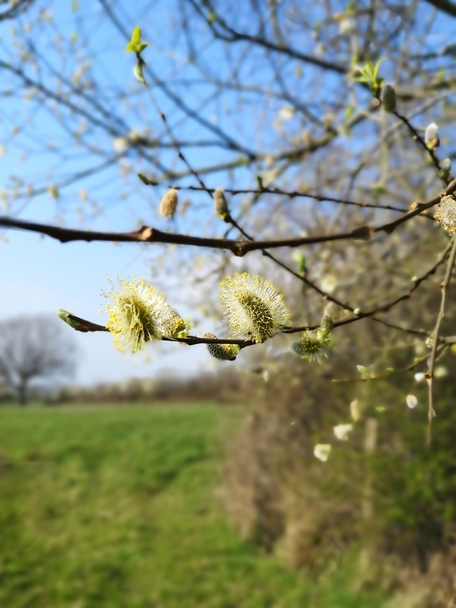 Pussy_Willow_tree_overhanging_a_field