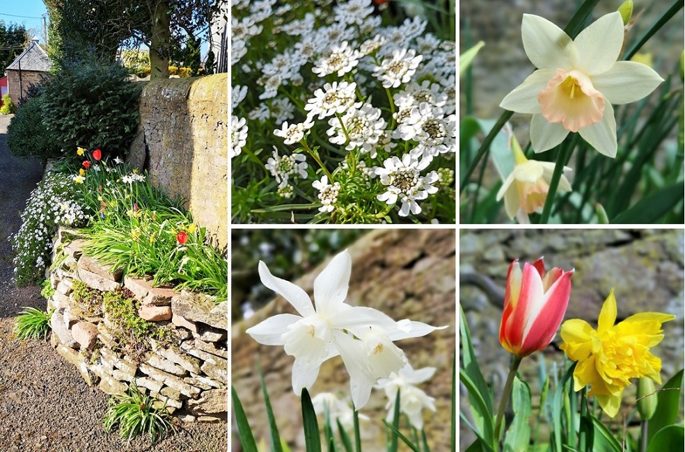 Raised_bed_of_spring_flowers_in_early_April