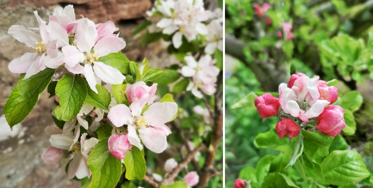 Dessert_and_cooking_apple_blossom
