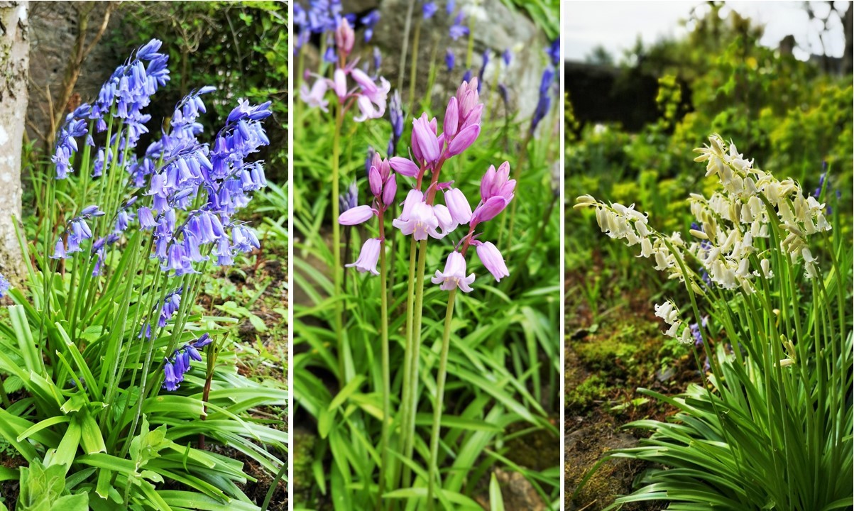 Blue_pink_and_white_Bluebells