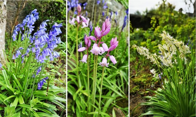 Blue_pink_and_white_Bluebells