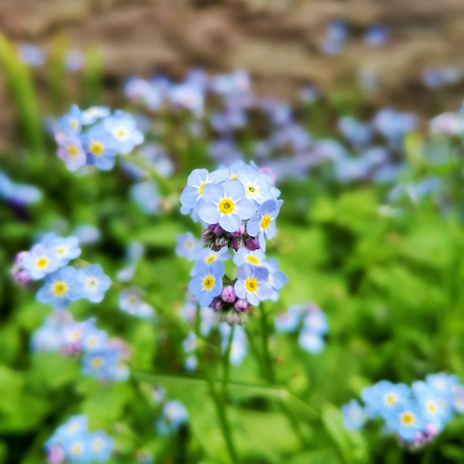 Forget-me-nots