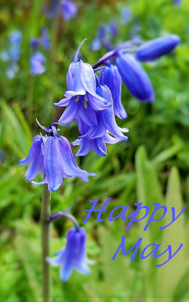 Single_Bluebell_stem