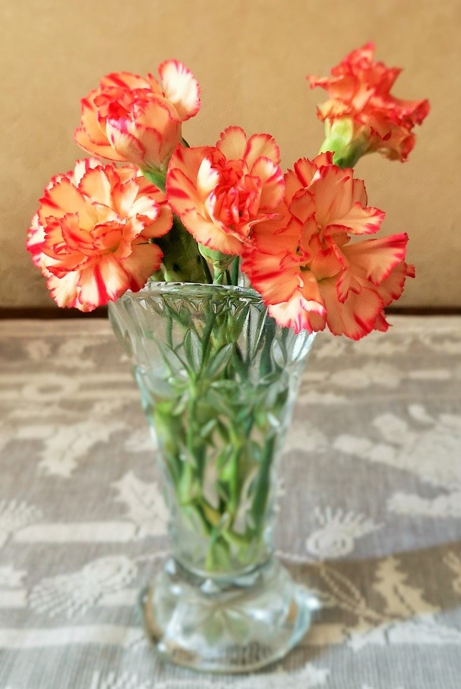 Small_peach_and_red_carnation_flowers