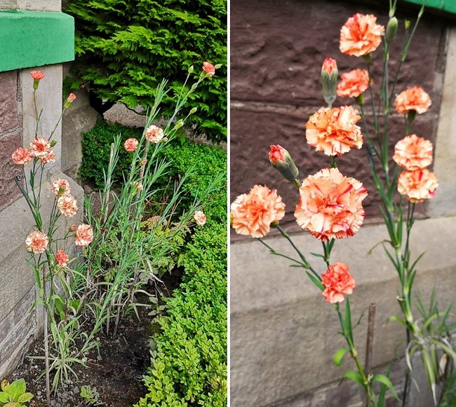 Peach-red_carnations_growing_in_a_border