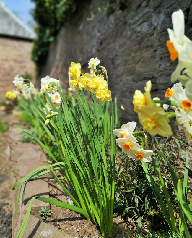 Multi-headed_Narcissi
