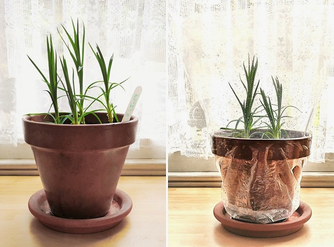 Rooting_carnation_cuttings_in_pots