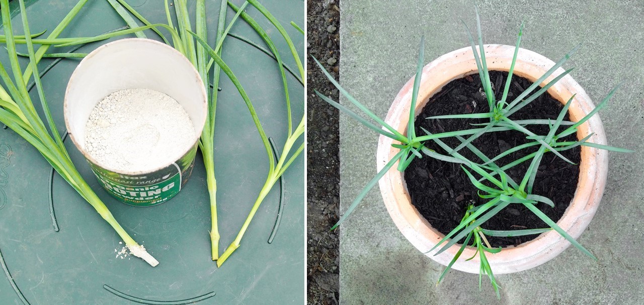 Rooted_carnation_cuttings_potted_up