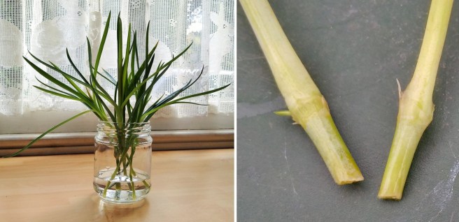 A_jar_of_carnation_cuttings_in_water_on_a_window-sill_and_rooted_cuttings