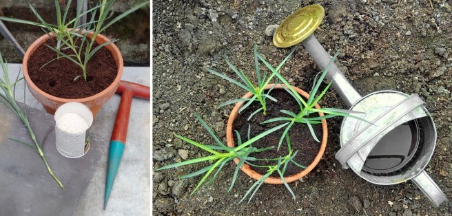 Raising_carnation_cuttings_in_compost