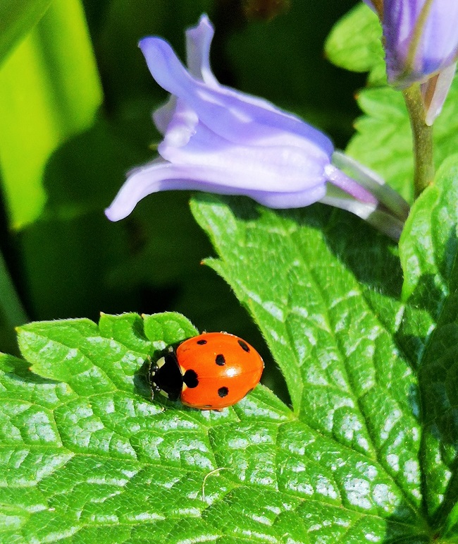 Ladybird_in_sunshine_on_a_geranium_leaf