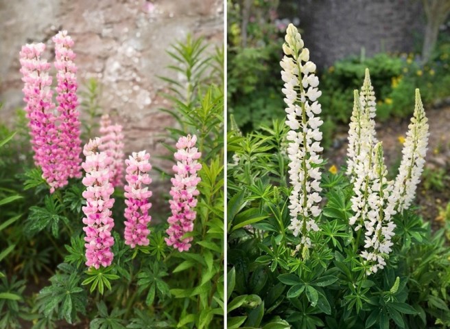 A_pink_and_a_white_lupin_bush