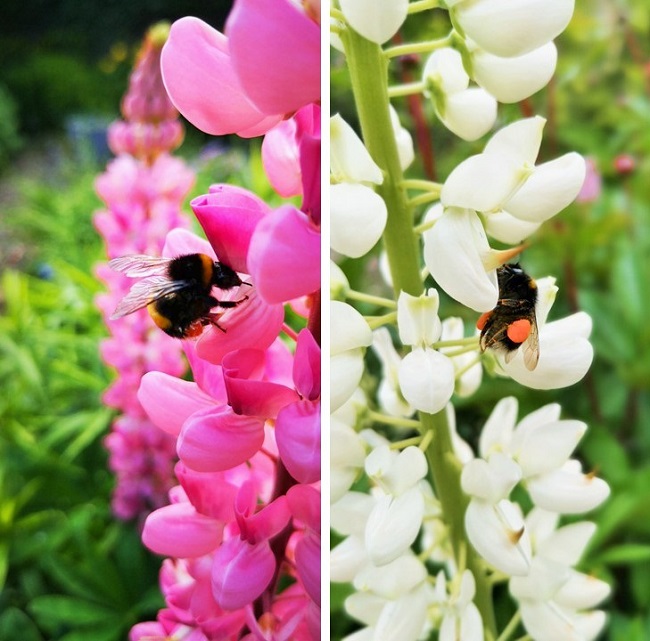 Lupin_flower_stems_with_bees_collecting_pollen