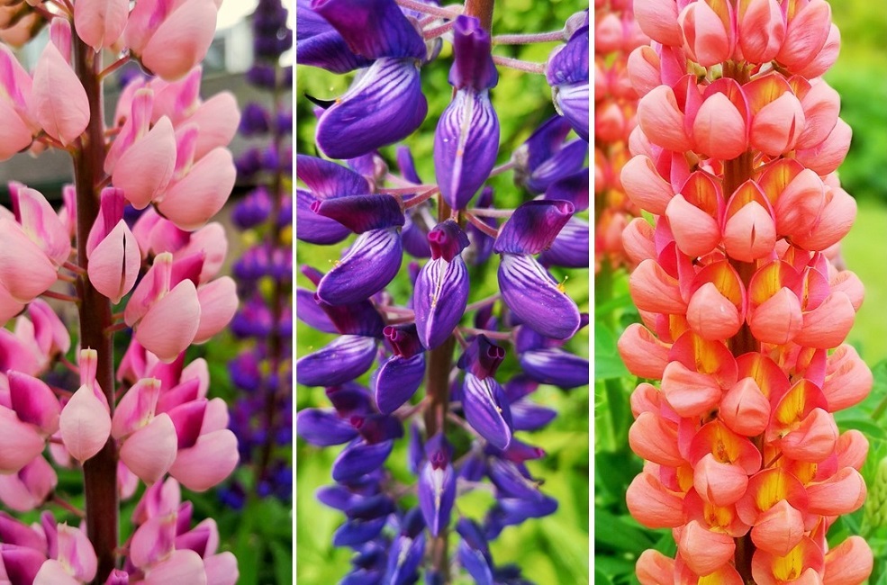 Pink_violet_and_orange_lupin_flower_stems_close_up