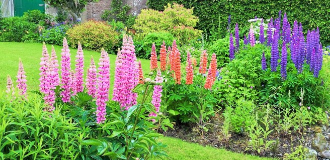 Pink_orange_and_violet_lupins_in_a_large_garden_border