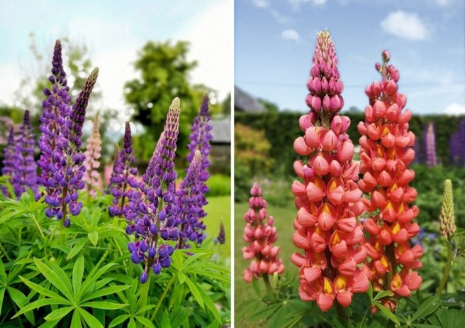 Violet_(blue)_lupins_and_a_new_orange_variety