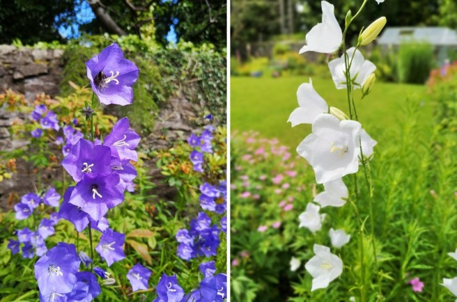 Tall_blue_and_white_Campanulas