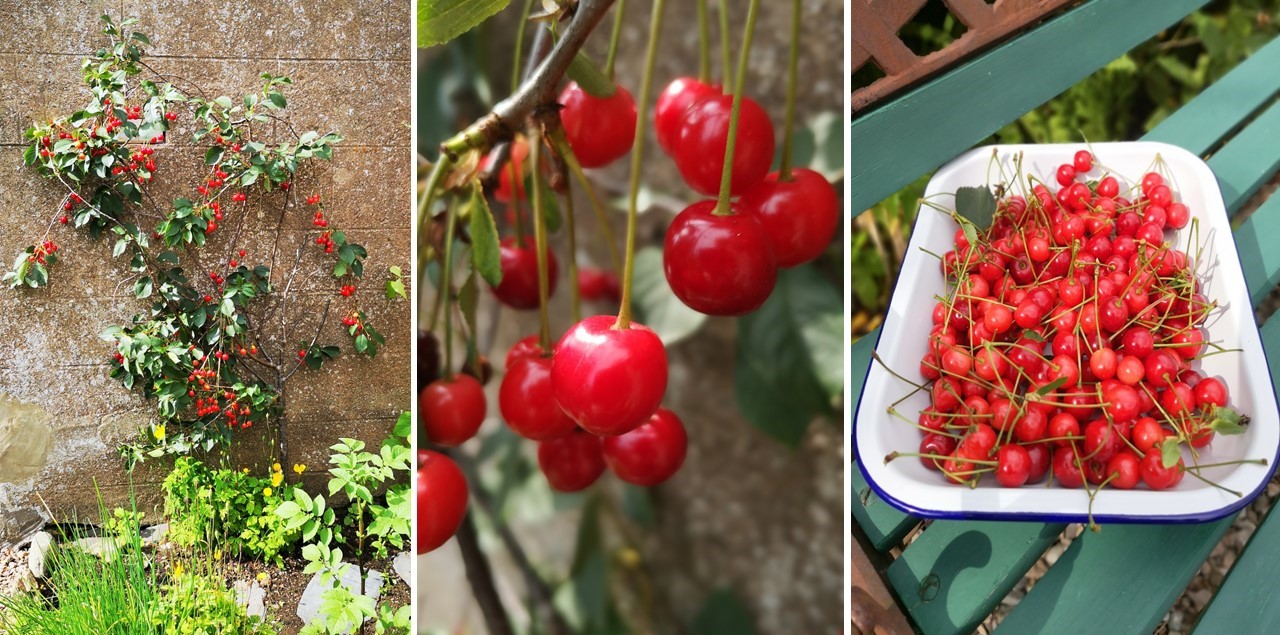 Espalier_Morello_cherry_tree_and_freshly_picked_Morello_cherries