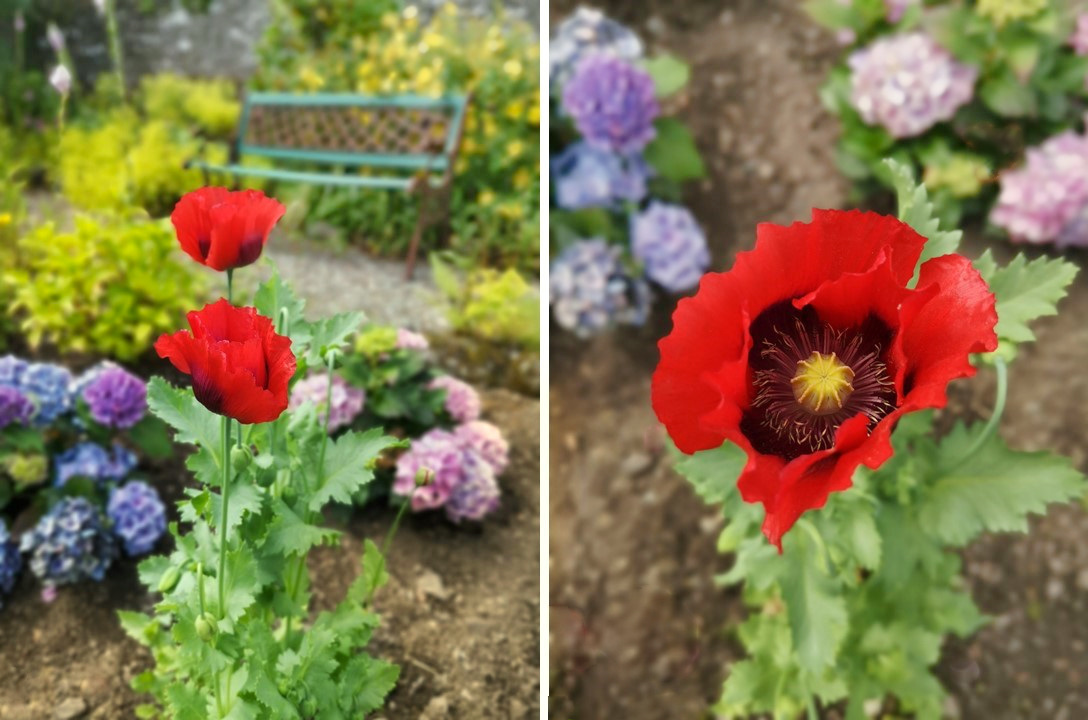 Small_blue_and_pink_hydrangea_bushes_with_tall_red_poppies