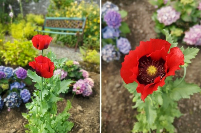 Small_blue_and_pink_hydrangea_bushes_with_tall_red_poppies