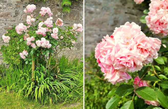Multi-headed_heavily_scented_pink_rose_blooms