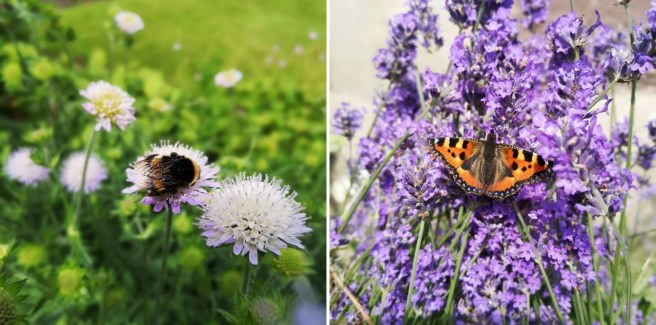 Bumblebee_on_Scabious_flower_and_Painted_Lady_butterfly_on_lavender
