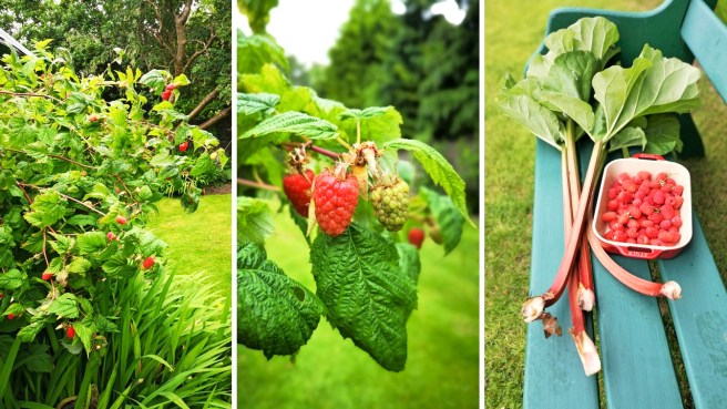 Scottish_raspberries_growing_in_a_garden_and_a_dish_of_freshly_picked_berries_with_rhubarb