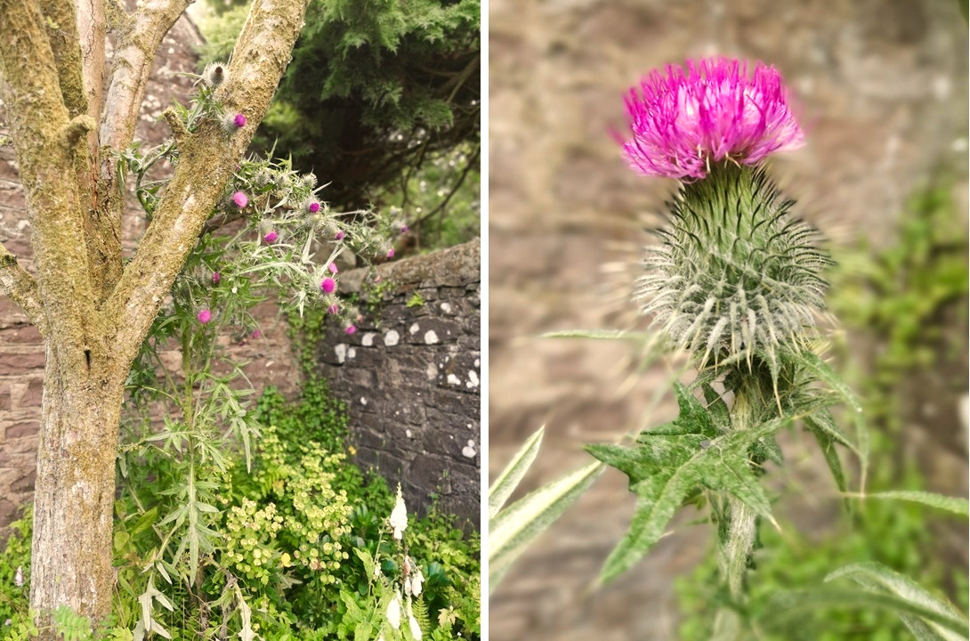 Large_mult-headed_Scottish_wild_thistle