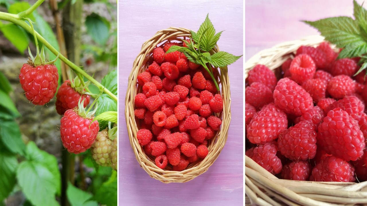 End_of_season_Scottish_raspberries_growing_and_harvested