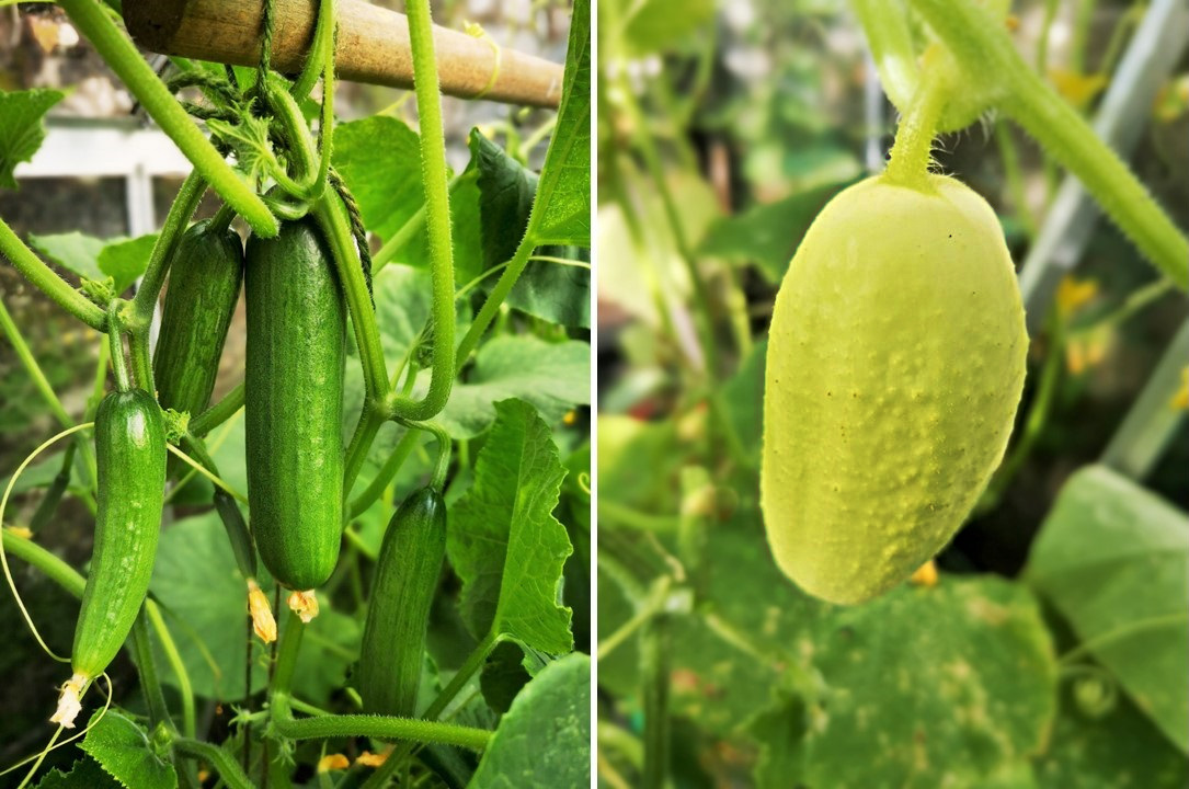 Home-grown_Mini_Munch_and_Crystal_Apple_Cucumbers