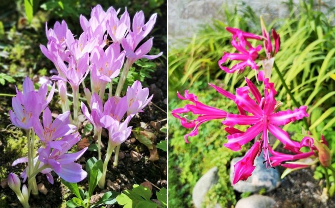 A_group_of_Autumn_Crocus_and_a_deep_pink_Nerine