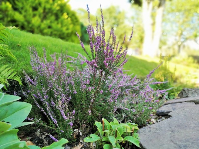 Scottish_Autumn-flowering_heather