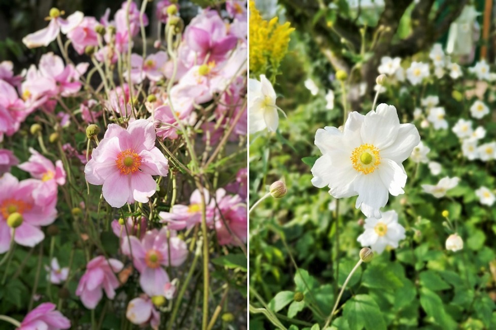 Images_of_pink_and_white_Japanese_anemones