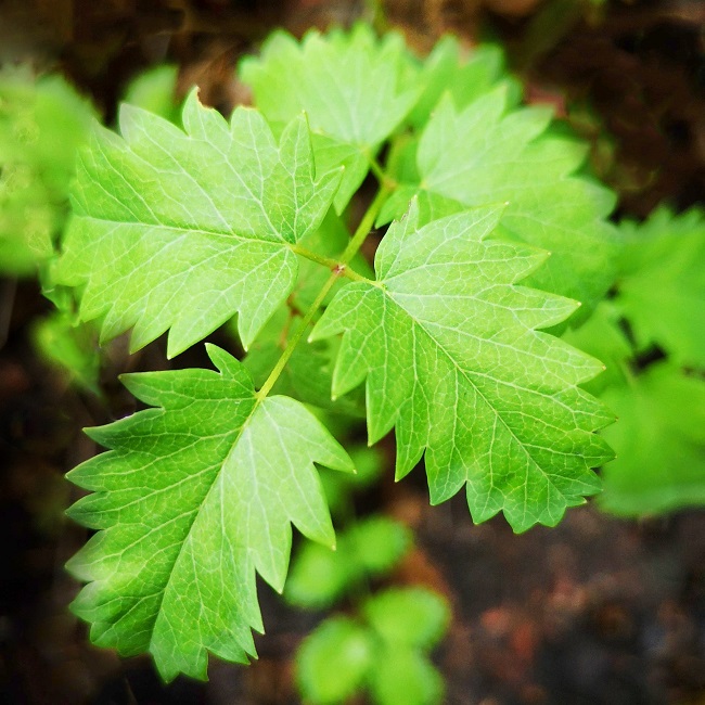 Close-up_view_of_salad_burnet_leaves