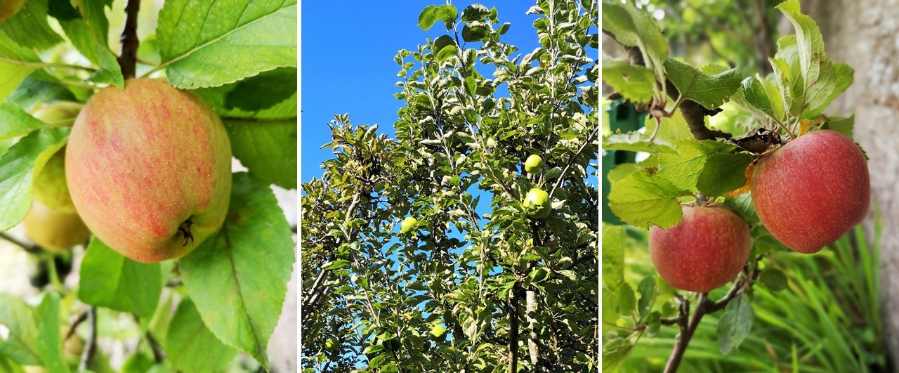 Miniature_eating_apples_and_old_tree_of_Lord_Derby_apples