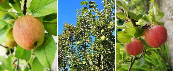 Miniature_eating_apples_and_old_tree_of_Lord_Derby_apples