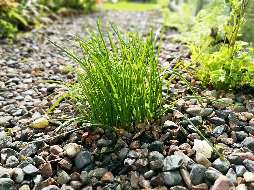 Foliage_of_Grape_hyacinths_growing_in_September