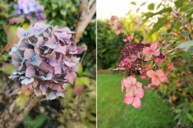 Fading_blooms_of_blue_and_pink_Hydrangea_bushes