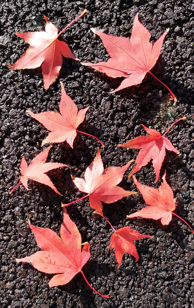 Red_leaves_of_Japanese_maple_tree_on_ground