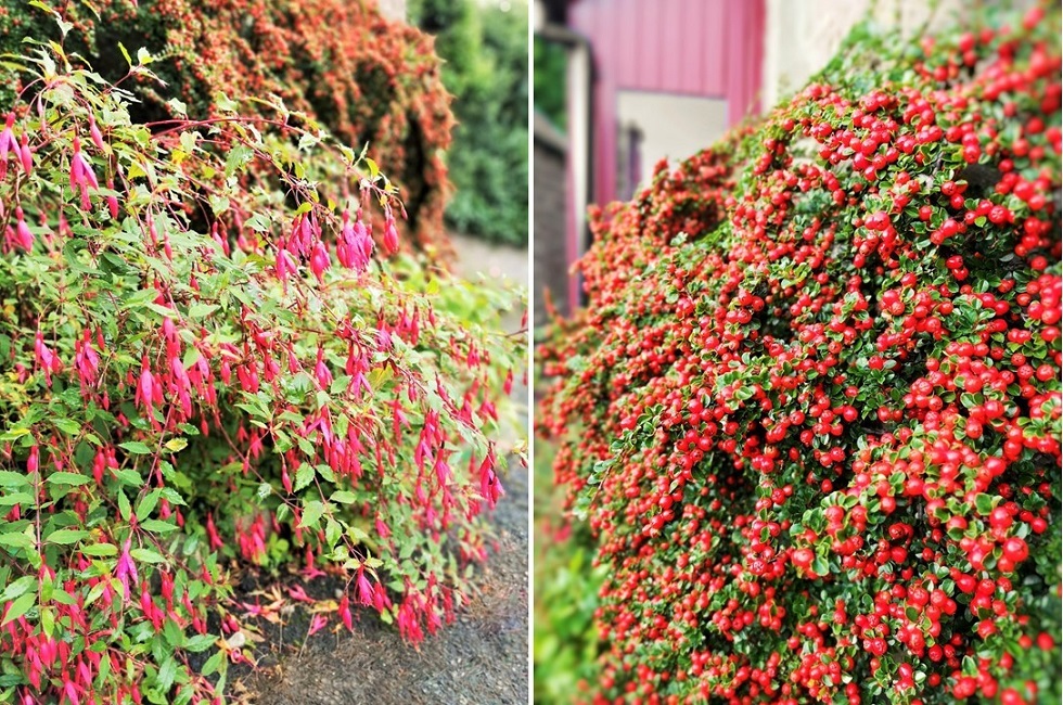 Autumn_colours_of_Fuschia_and_Cotoneaster