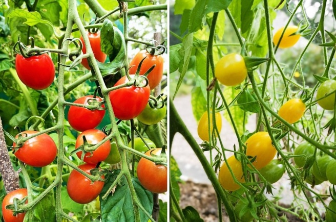Greenhouse_grown_early_October_tomatoes_on_the_vine