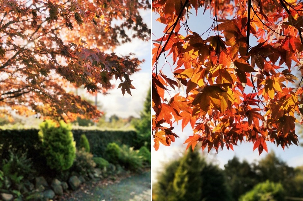 Golden_leaves_of_Japanese_maple_in_Autumn_under_a_blue_sky