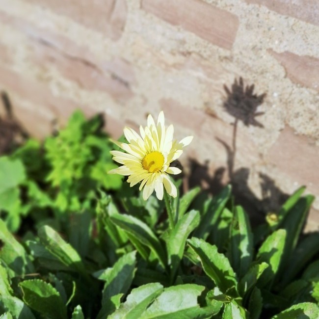 Single_Leucanthemum_bloom