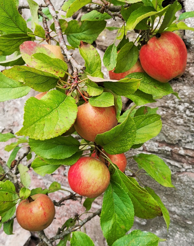 Close-up_of_small_eating_apples_on_a_miniature_tree