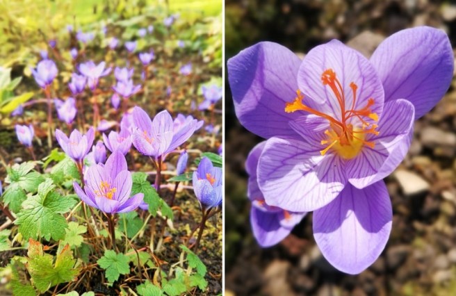 Autumn_saffron_crocus_sativus
