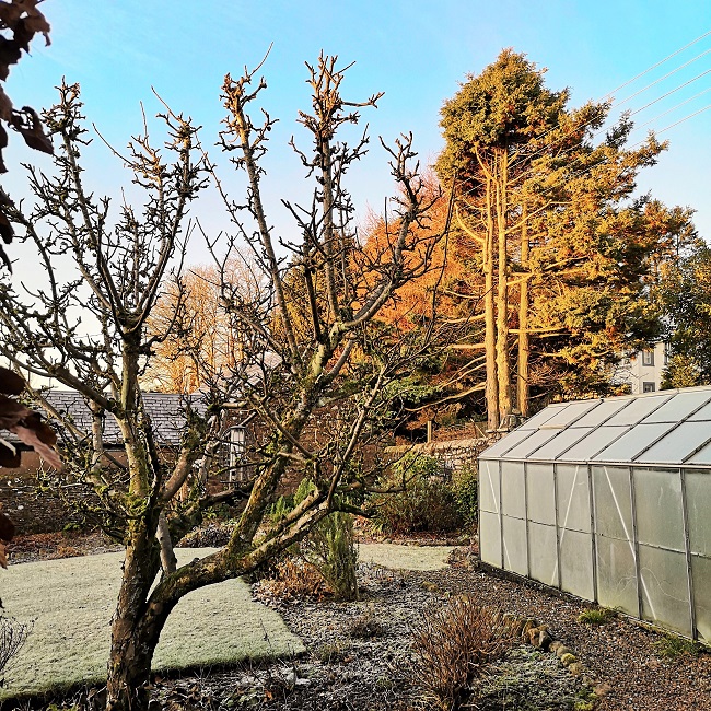 Frosty_morning_in_Scottish_back_garden_December_31st