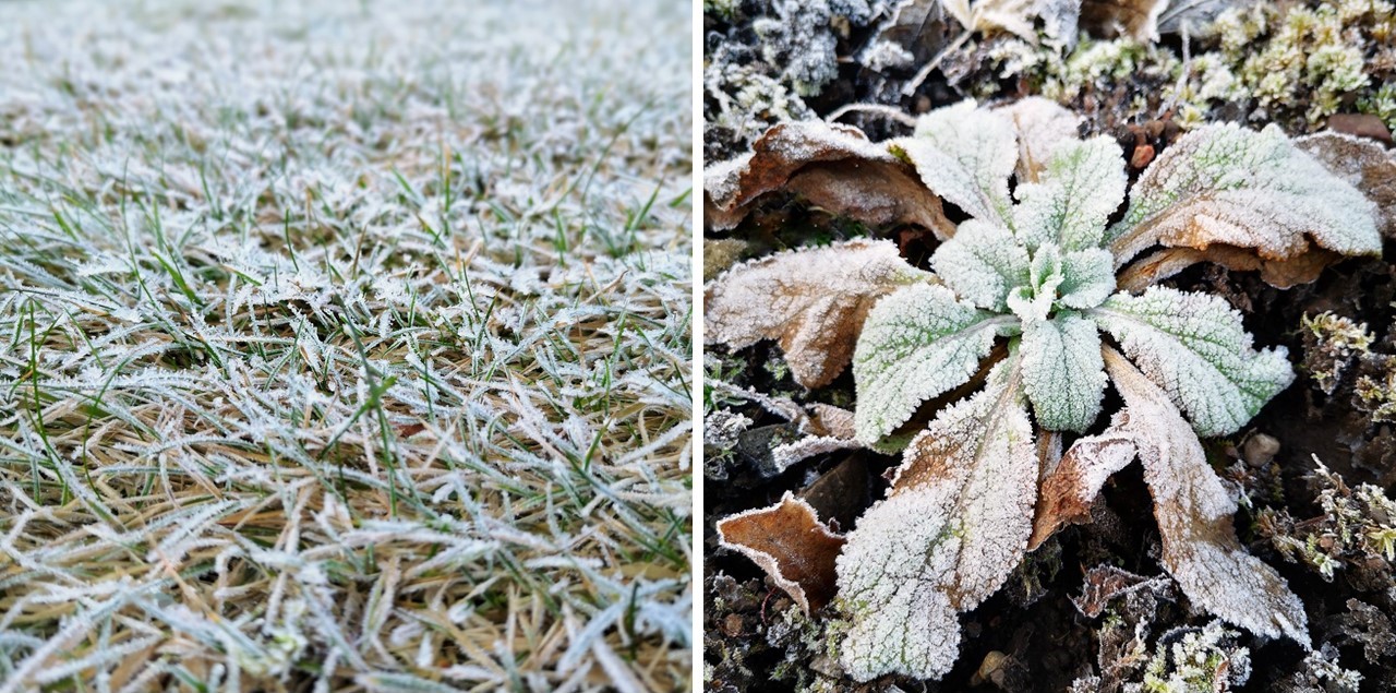 December_frost_on_grass_and_foxglove
