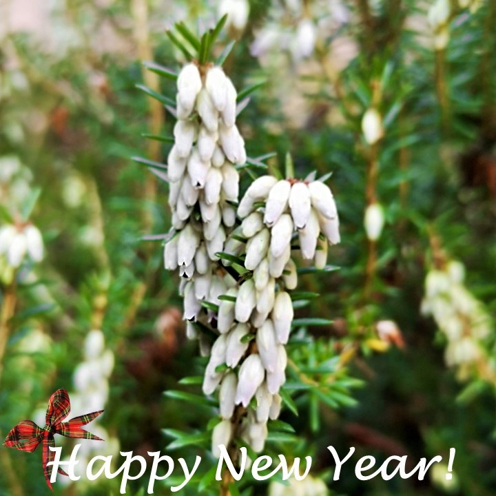 Scottish_Winter_white_heather_