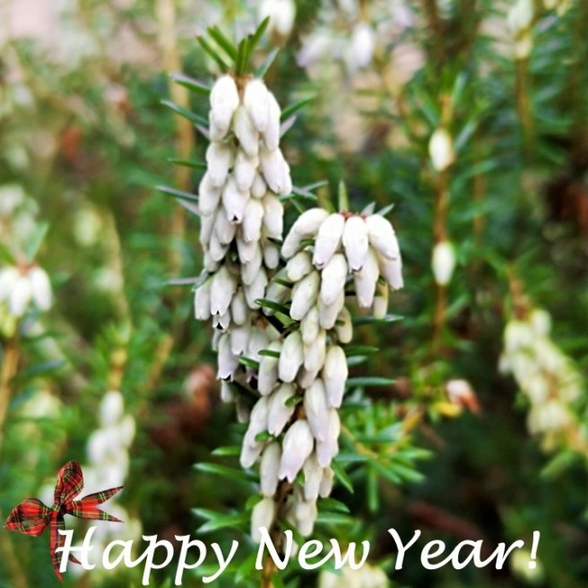 Scottish_Winter_white_heather_